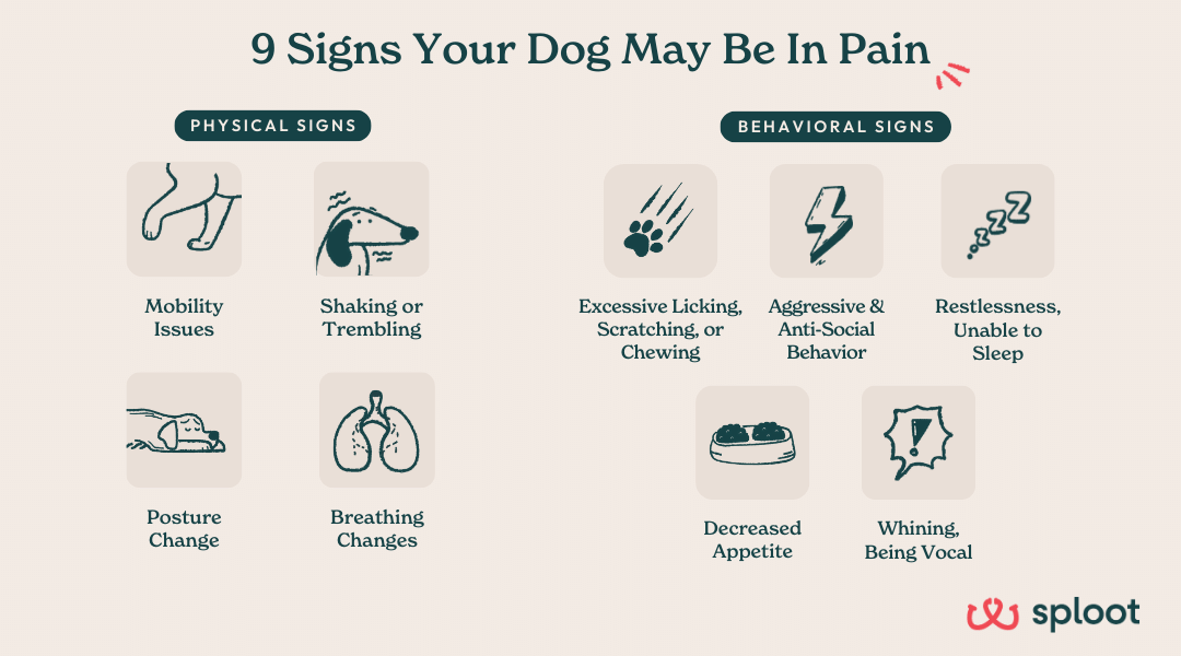 A comprehensive, vet-approved infographic showing the most common signs of dog pain or signs when a dog is in pain