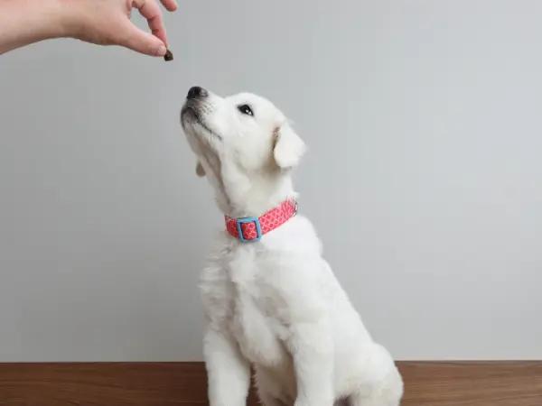 A puppy getting a treat, an effective motivator during proper puppy socialization