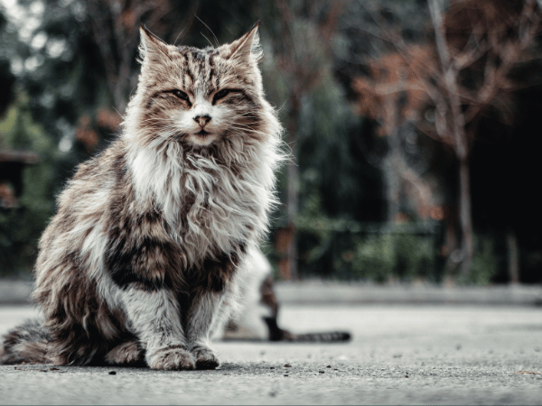 A healthy Maine Coon cat, free from Maine Coon health issues, representing the benefits of personalized vet care