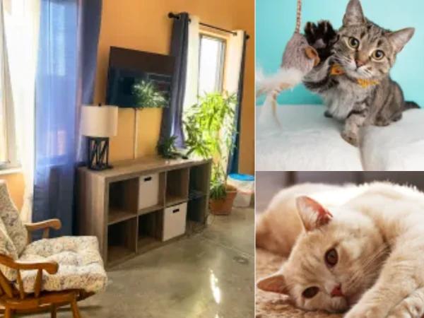 A collection of photos with cats and a room at city bark cat boarding in denver