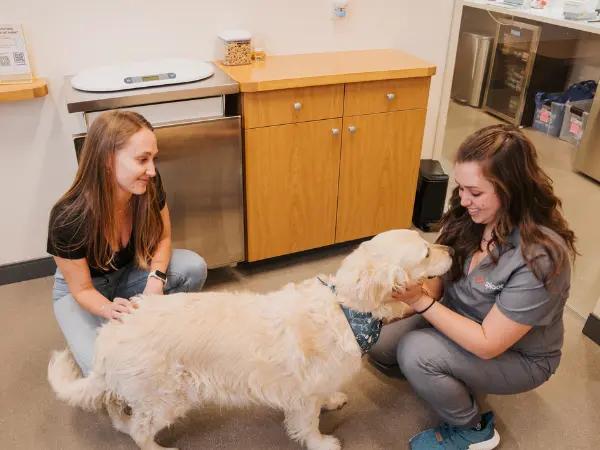 A pet parent and veterinary professional discussing the dog’s care plan and post-visit instructions in one of the private waiting rooms at Sploot Veterinary Care, one of the best dog veterinarians in Salt Lake City, Utah