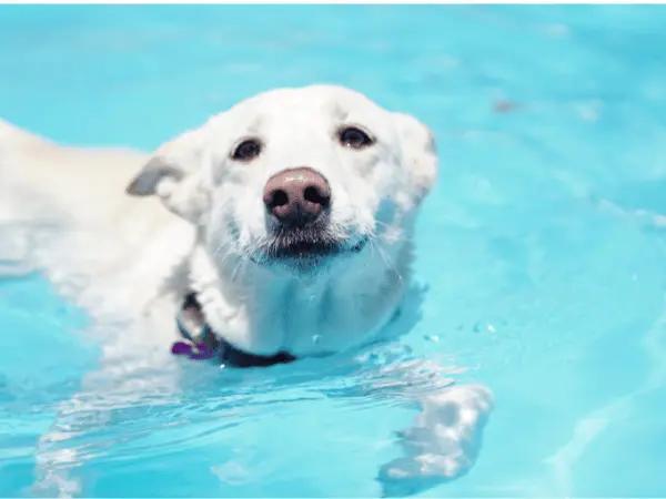 A dog doing therapeutic swimming, a type of water therapy for dogs or canine physical therapy