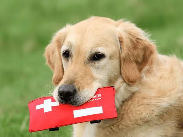 A dog clutching a first aid kit symbolizing pet injuries that need to be brought to an urgent care veterinarian