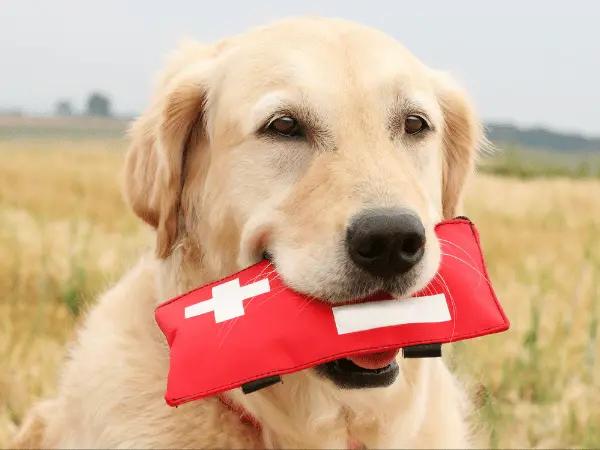 A dog bringing a dog first aid kit which is necessary for dog wound treatment or dog wound care