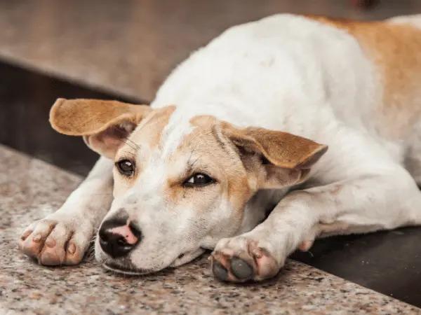 A dog experiencing lethargy, representing pneumonia or lung infections in dogs, one of the common causes of dog coughing