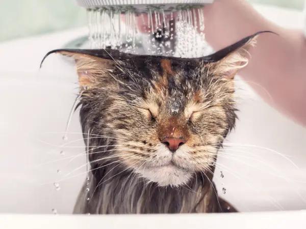A cat enjoying a bath because the pet parent used soothing cat shampoo fit for the cat’s needs