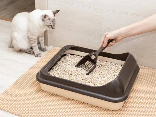 A cat sitting outside the litterbox, representing cat not pooping, an abnormal behavior that needs veterinary care