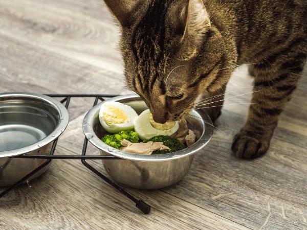 A cat eating pet food with boiled eggs, a safe food for cats, as a pet food topper