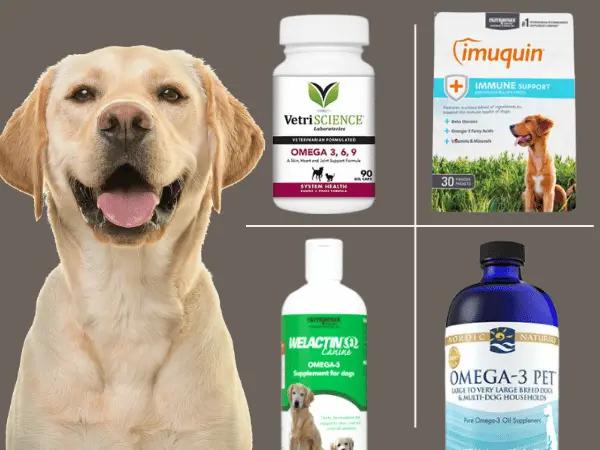 A dog beside various types of omega-3 supplements and fish oil for dogs