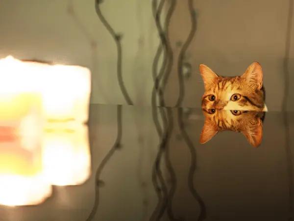 A cat looking at candles, representing burns, a case that needs to be brought to an emergency cat vet