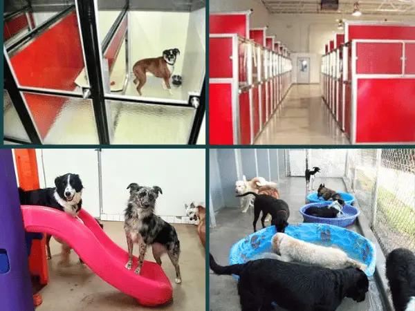 A photo of the individual spaces for dogs and activities at Canine Campus, a dog boarding establishment in Colorado Springs