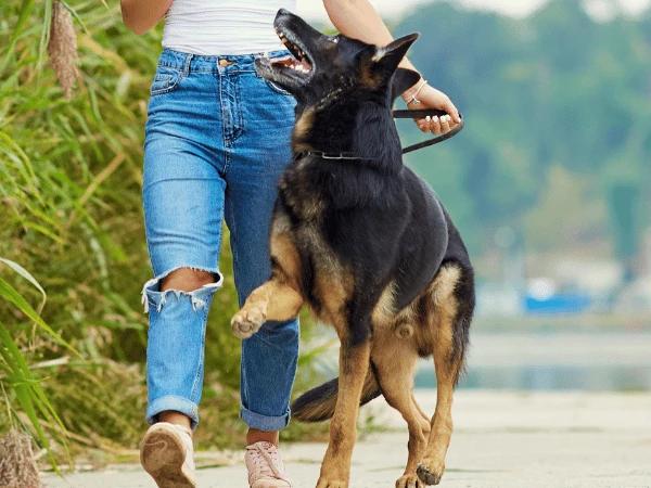 A dog owner using positive reinforcement during dog walking to help keep the dog calm