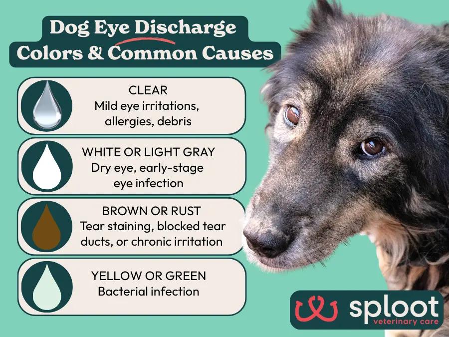 A simple infographic showing the different eye discharge colors present in dog eye infections or mild irritations and their likely causes