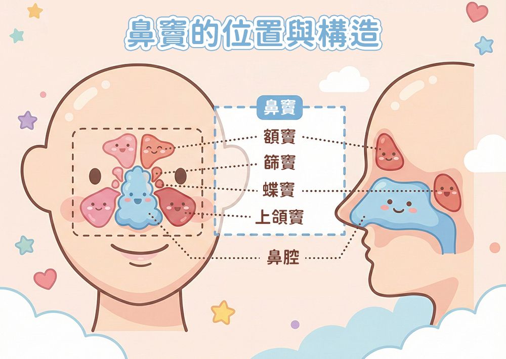 鼻子的基本構造包括鼻腔、鼻甲與鼻竇,負責加溫、加濕、過濾空氣,鼻竇發炎時也可能引起鼻涕倒流與頭痛。