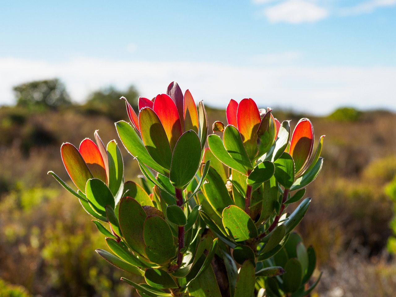 Wild proteas on Table Mountain, Cape Town