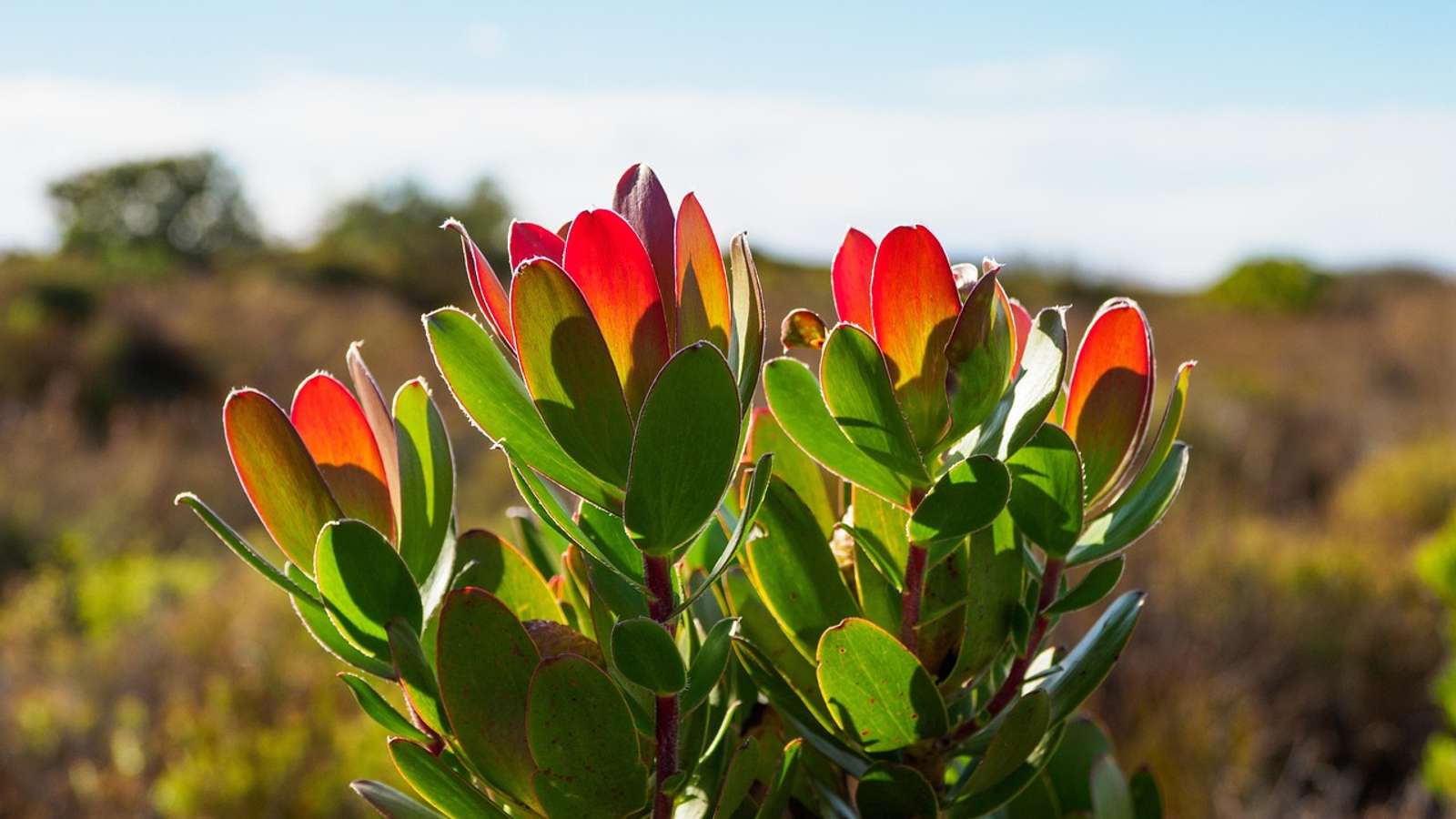 Wild proteas on Table Mountain, Cape Town