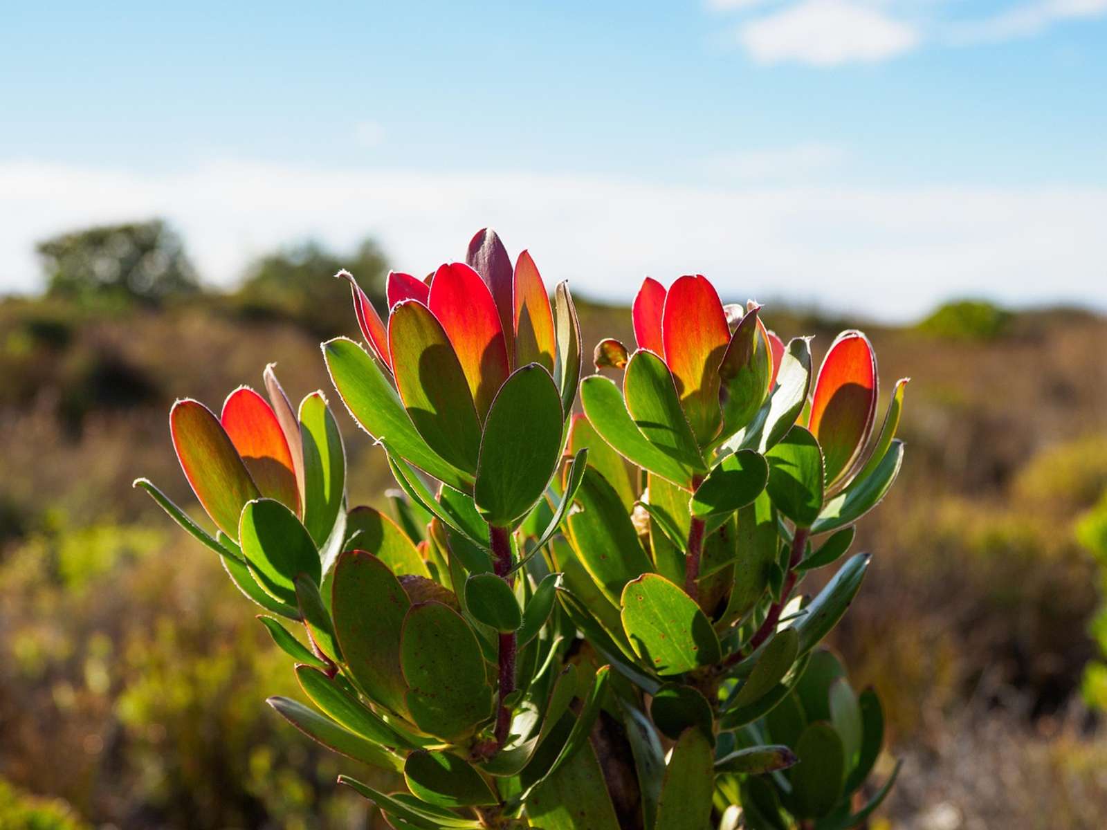 Wild proteas on Table Mountain, Cape Town