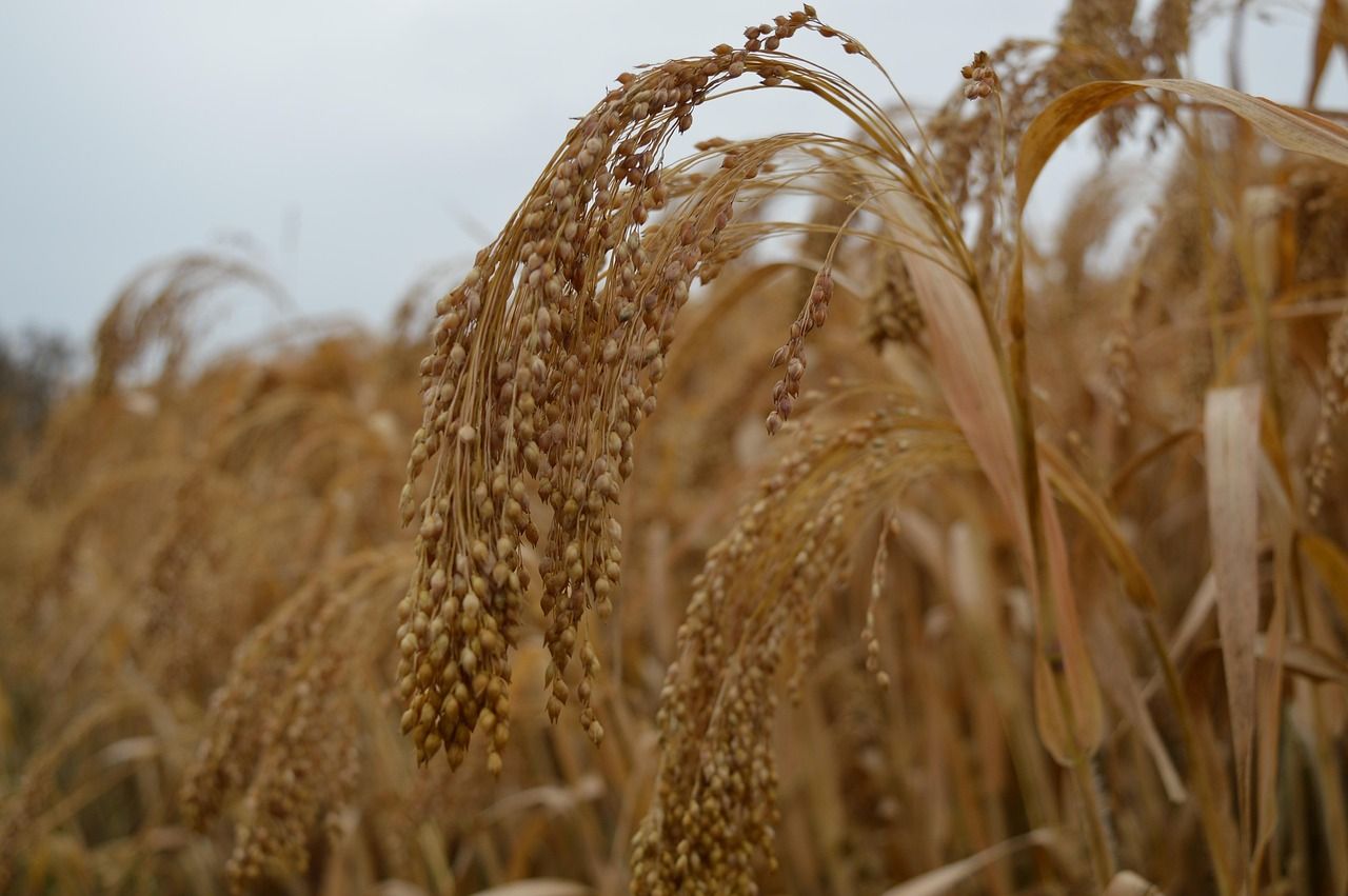 A field of ripening millet plants under a clear sky