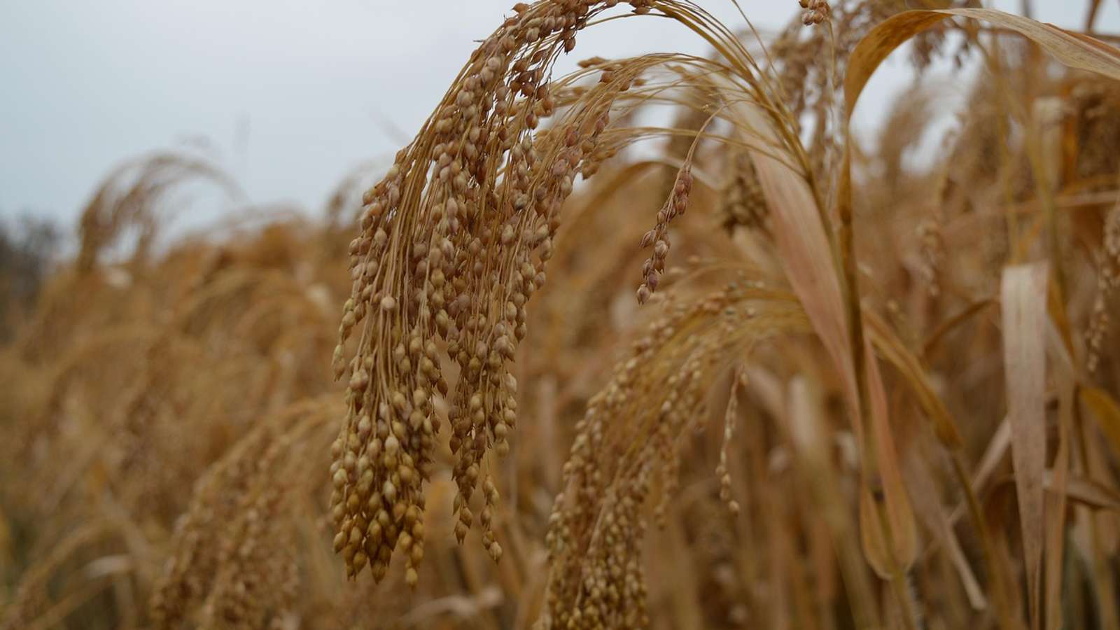 A field of ripening millet plants under a clear sky