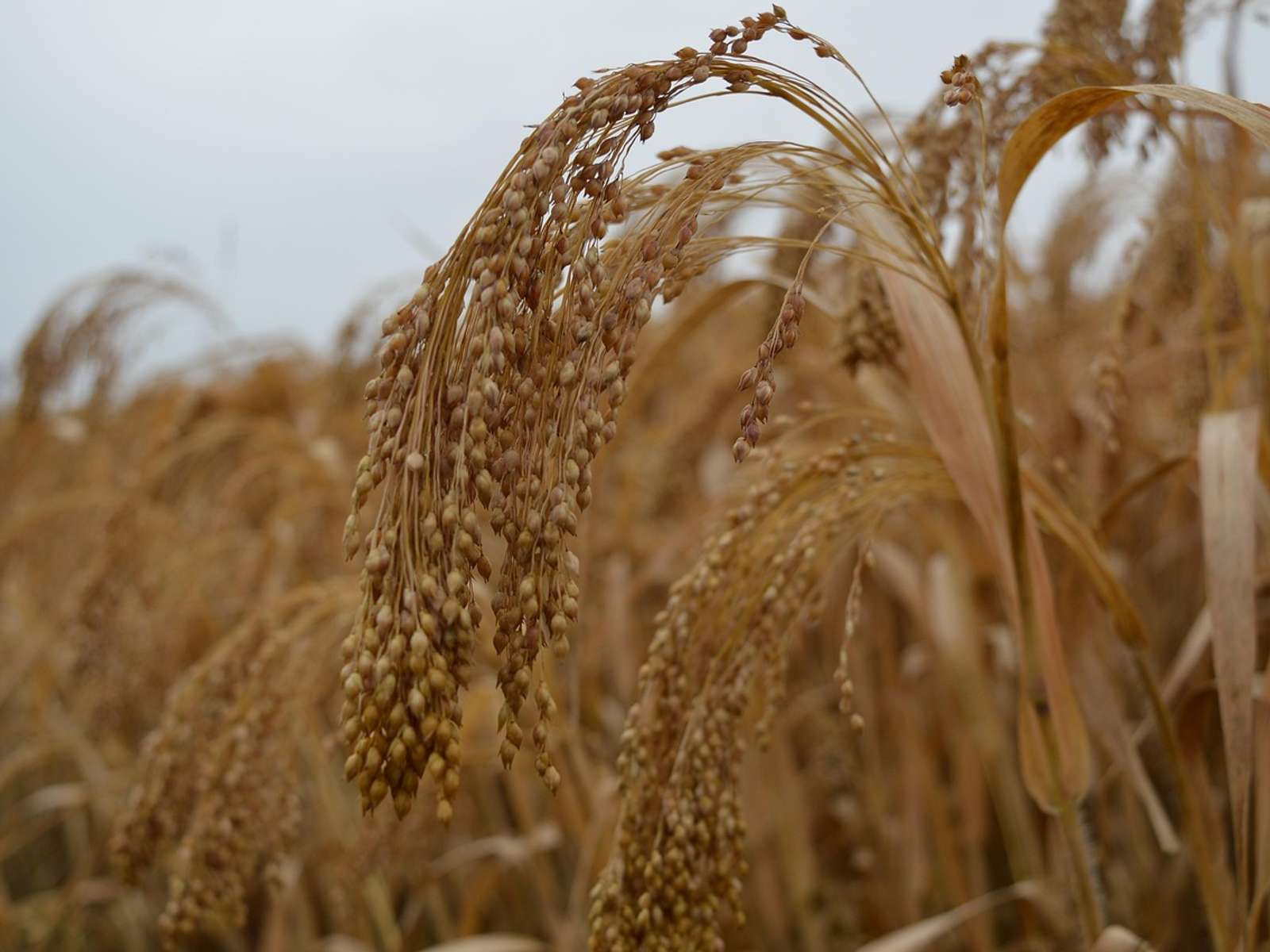 A field of ripening millet plants under a clear sky