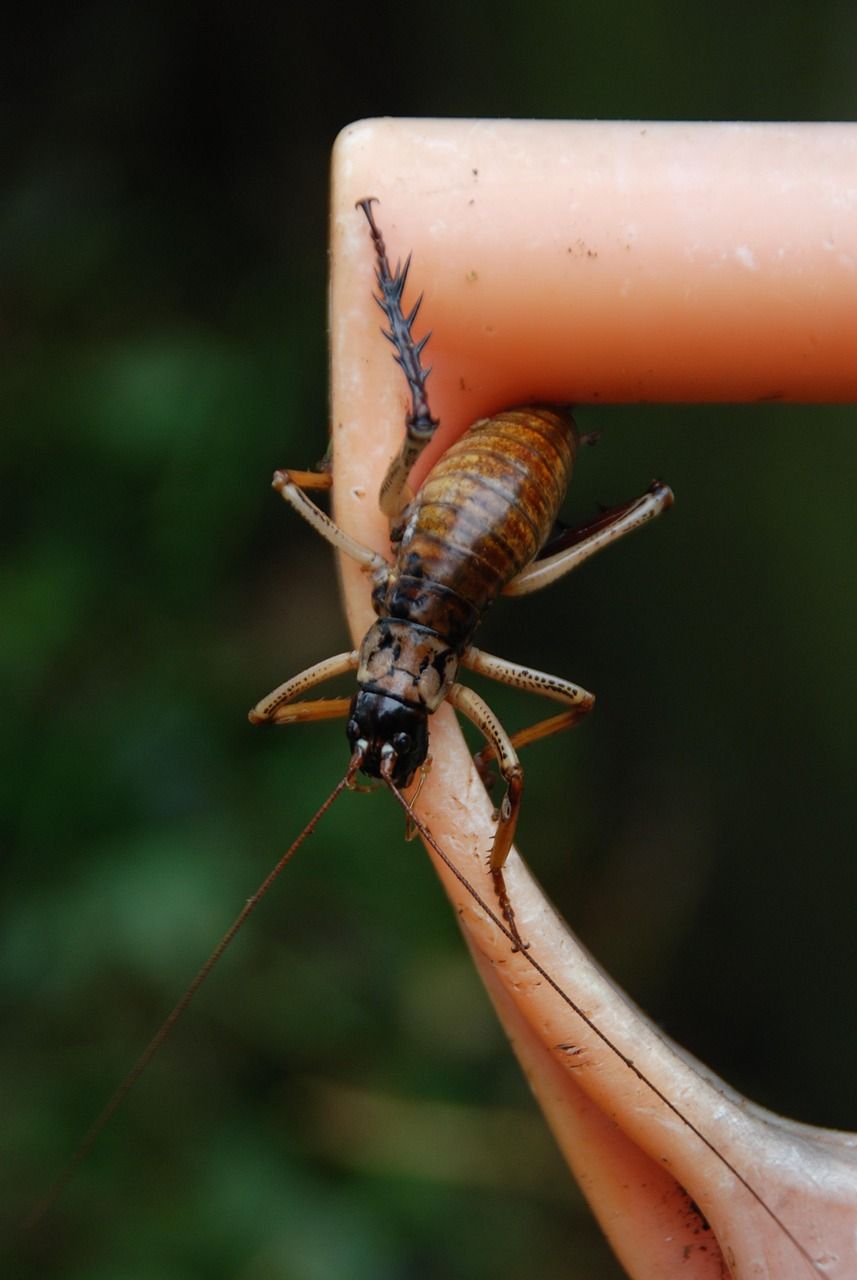 A wētā, a large flightless New Zealand insect with long antennae and spiny legs, clinging to a curved pink handle