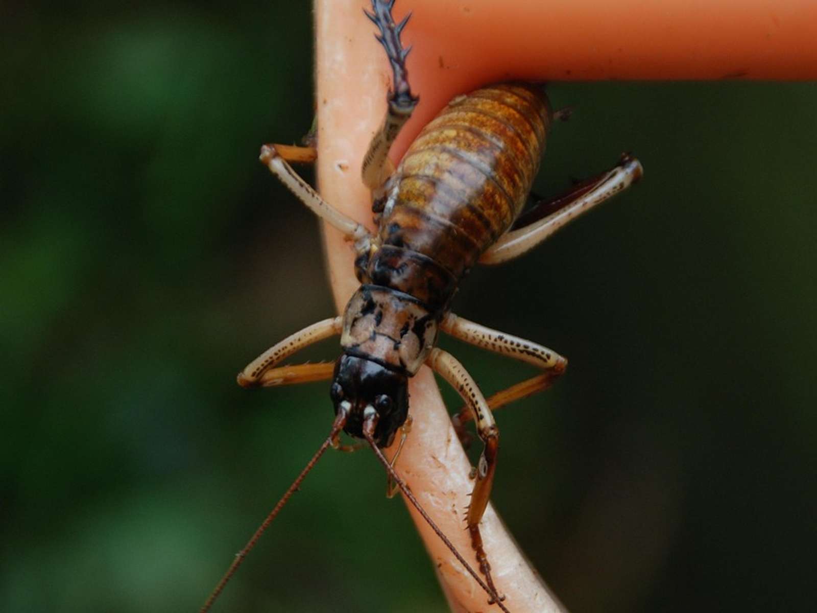 A wētā, a large flightless New Zealand insect with long antennae and spiny legs, clinging to a curved pink handle