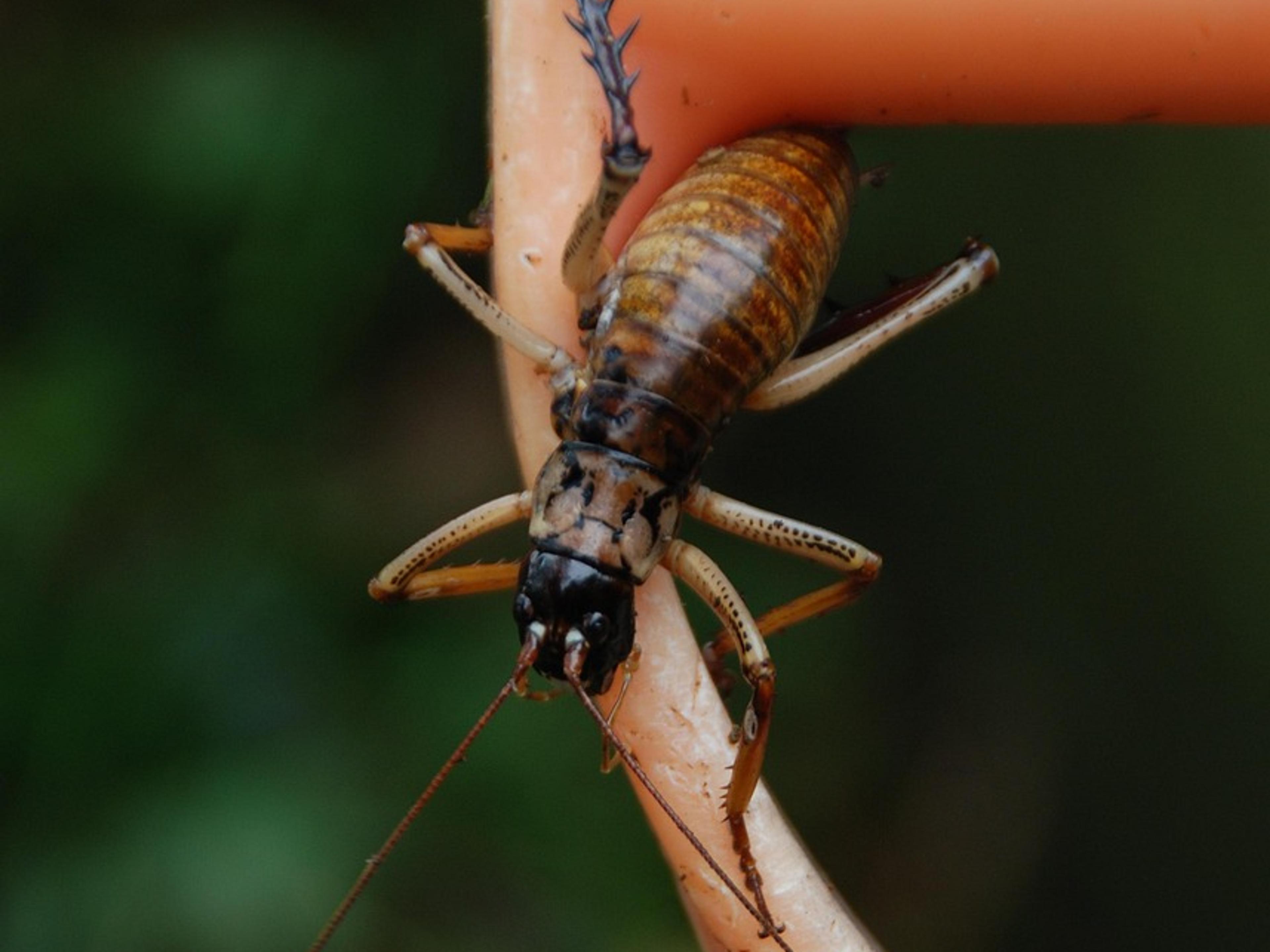A wētā, a large flightless New Zealand insect with long antennae and spiny legs, clinging to a curved pink handle
