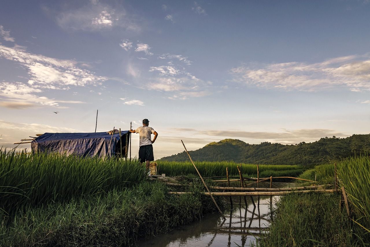 Irrigation canal running beside a green rice paddy