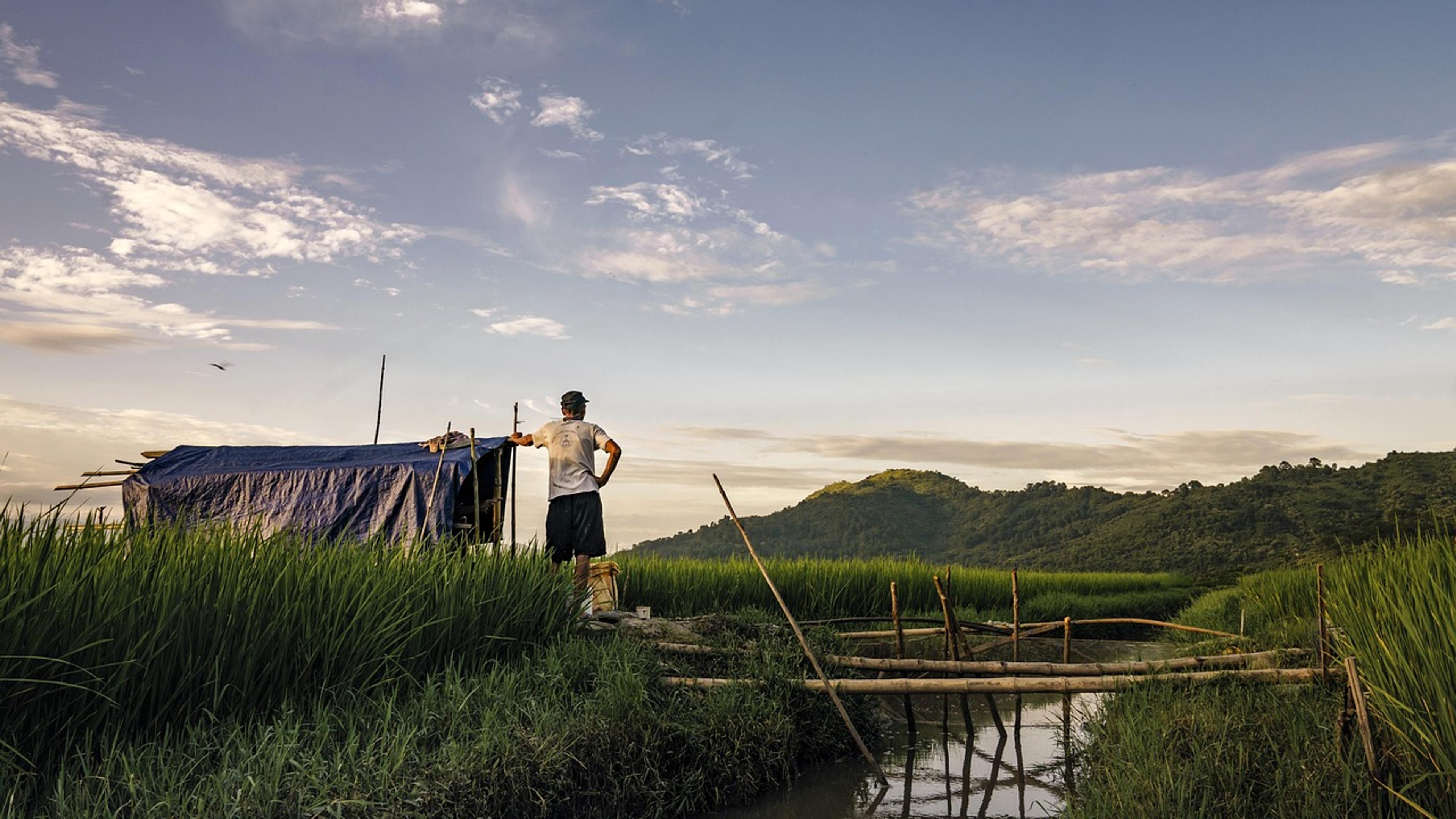 Irrigation canal running beside a green rice paddy