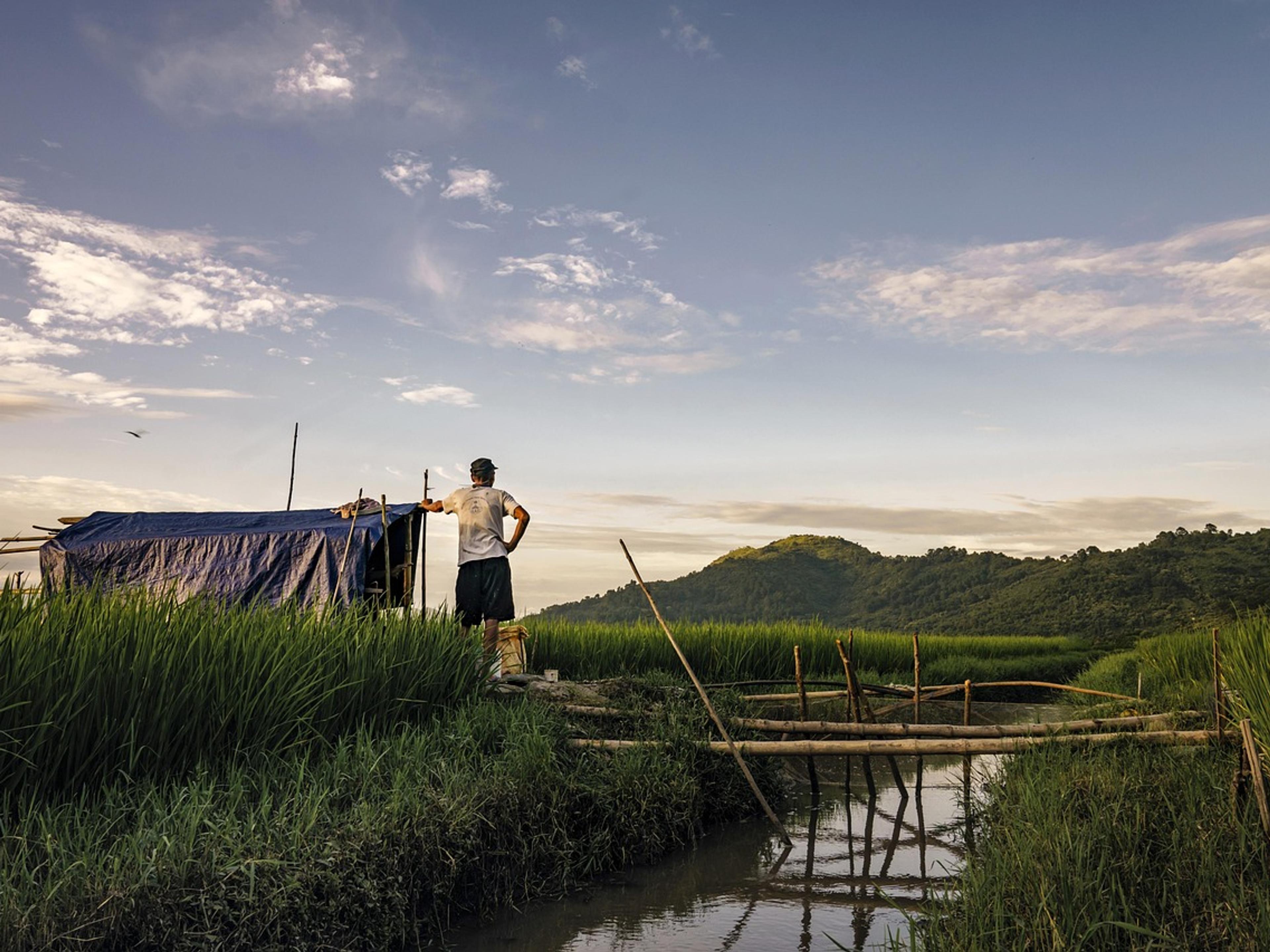 Irrigation canal running beside a green rice paddy