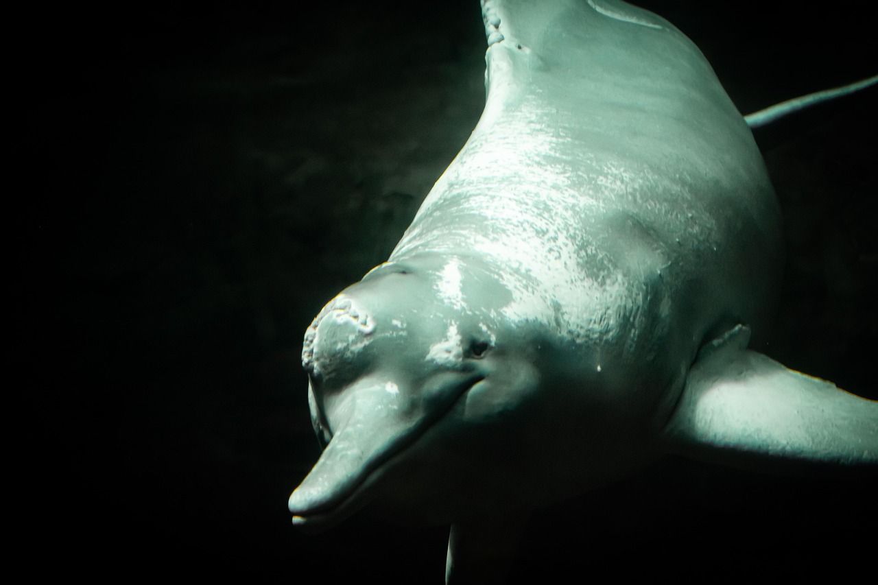 A pink river dolphin surfacing in brown river water