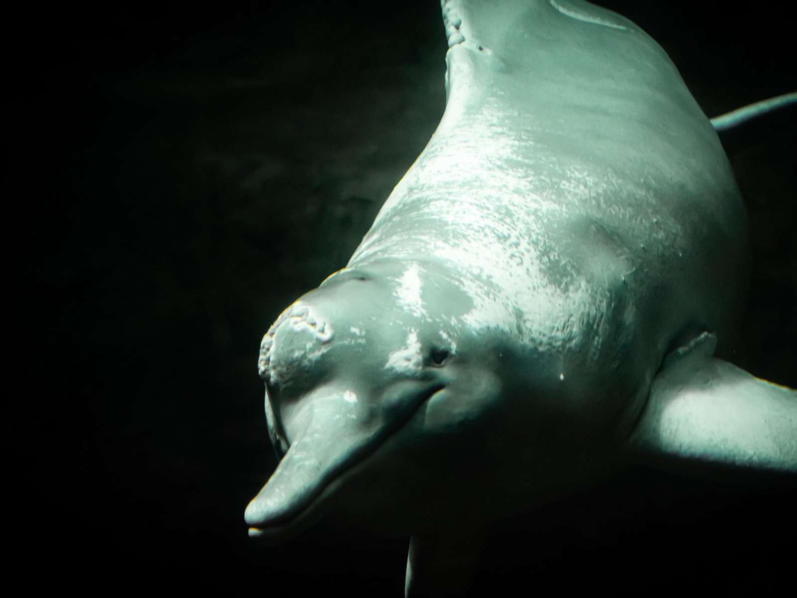 A pink river dolphin surfacing in brown river water