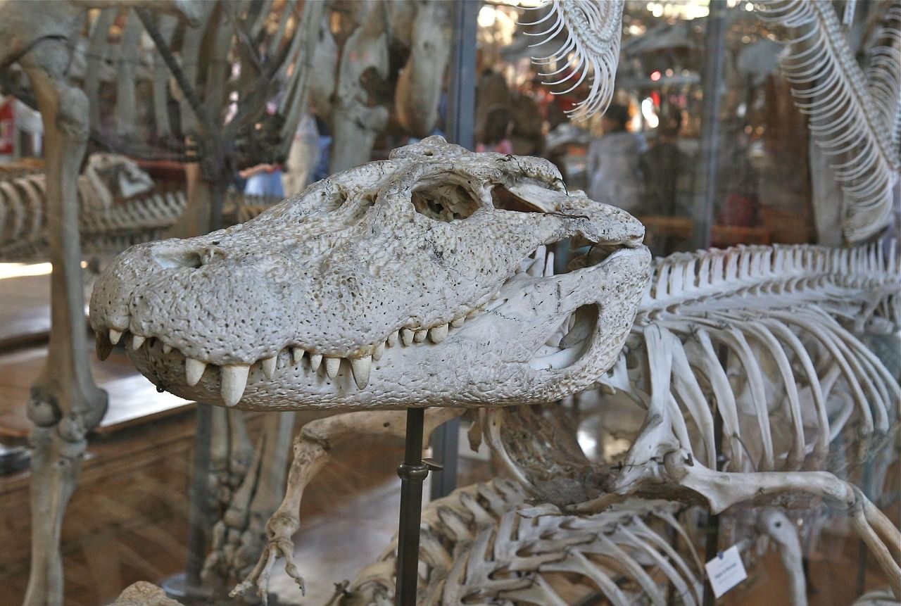 A crocodile skeleton with its long-snouted skull on display in a natural history museum