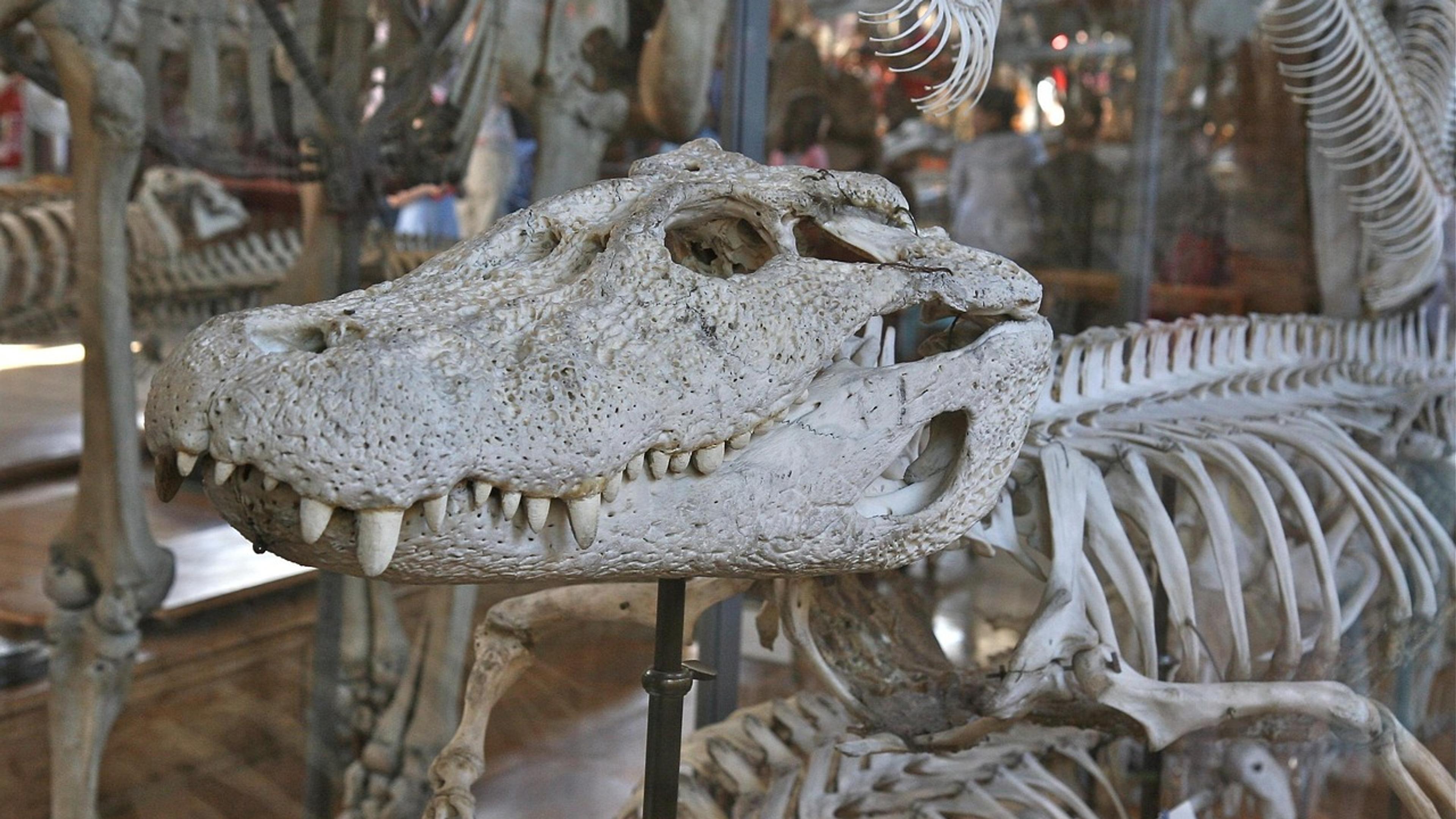 A crocodile skeleton with its long-snouted skull on display in a natural history museum