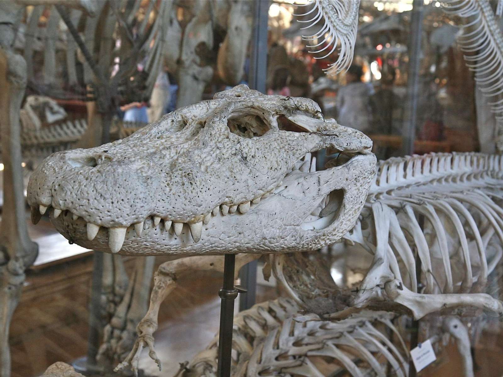 A crocodile skeleton with its long-snouted skull on display in a natural history museum