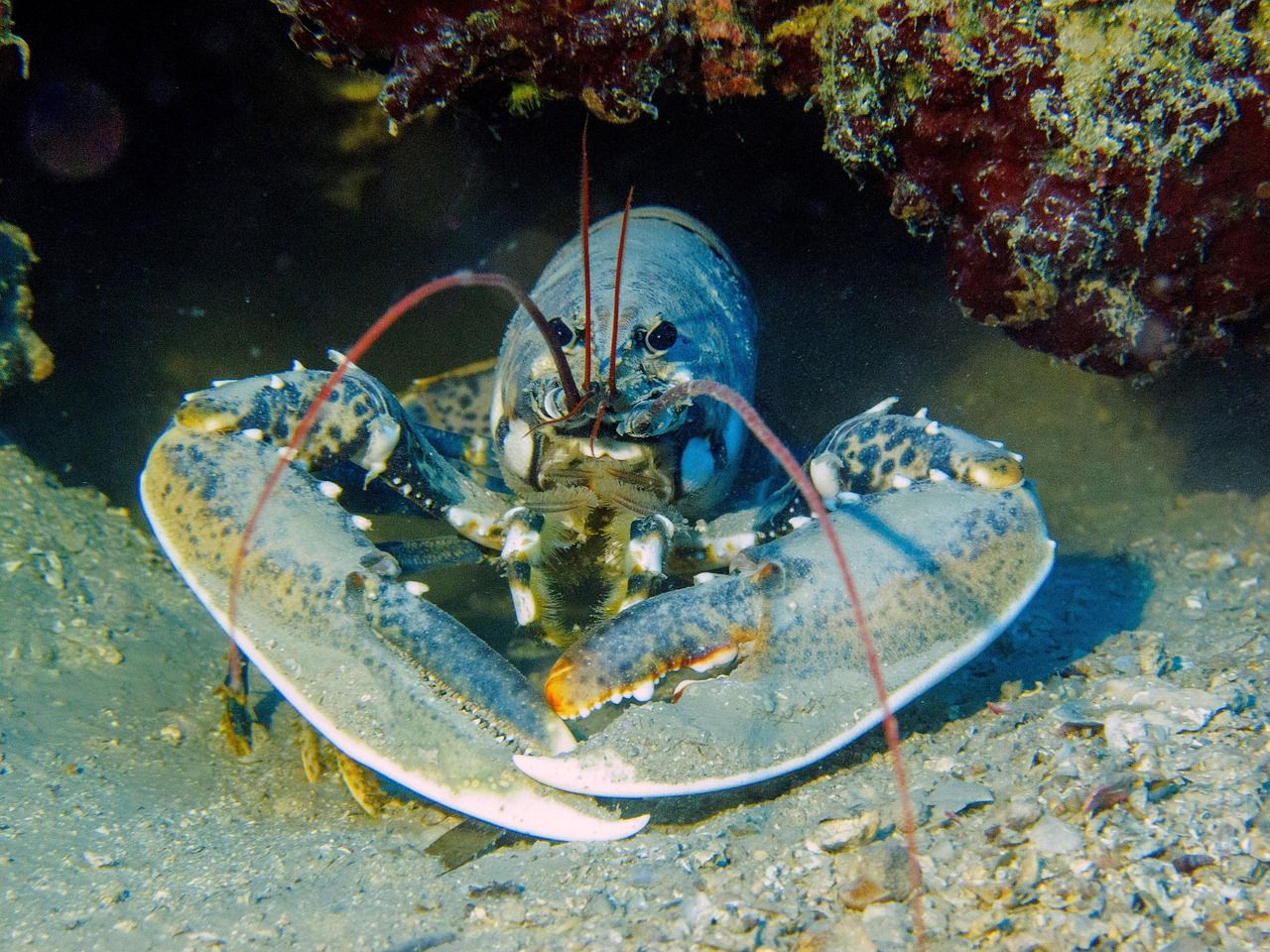 A blue-grey lobster with its claws spread, resting on the seabed under a rocky ledge