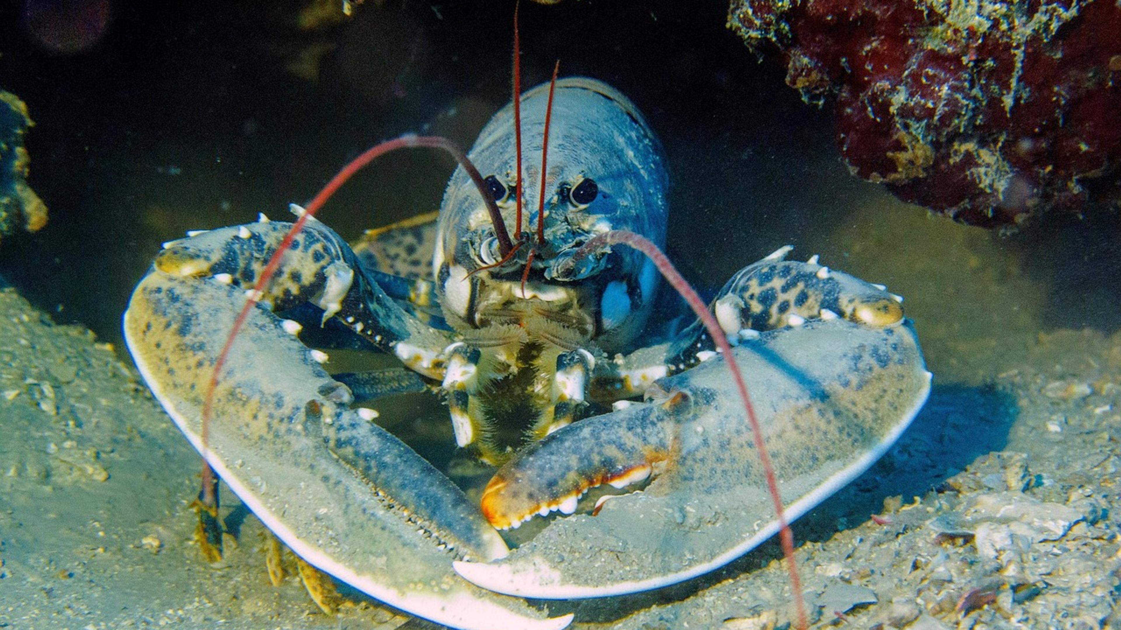 A blue-grey lobster with its claws spread, resting on the seabed under a rocky ledge