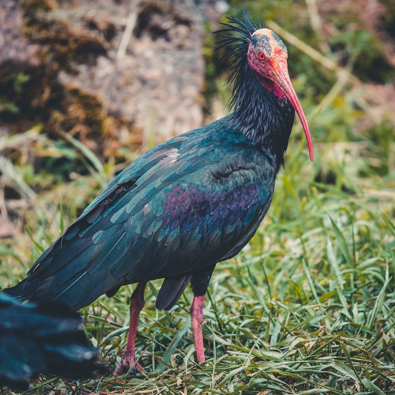 Northern bald ibis with dark plumage and a bare red head