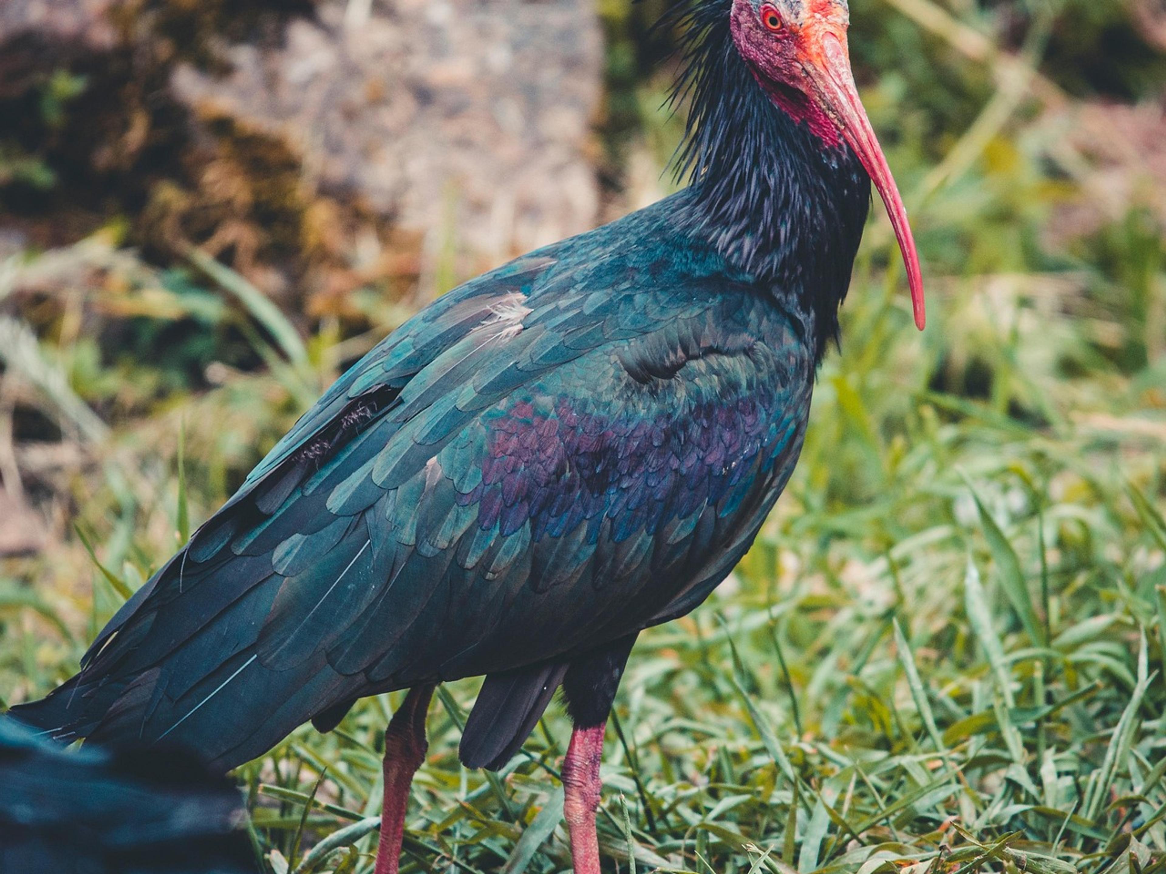 Northern bald ibis with dark plumage and a bare red head