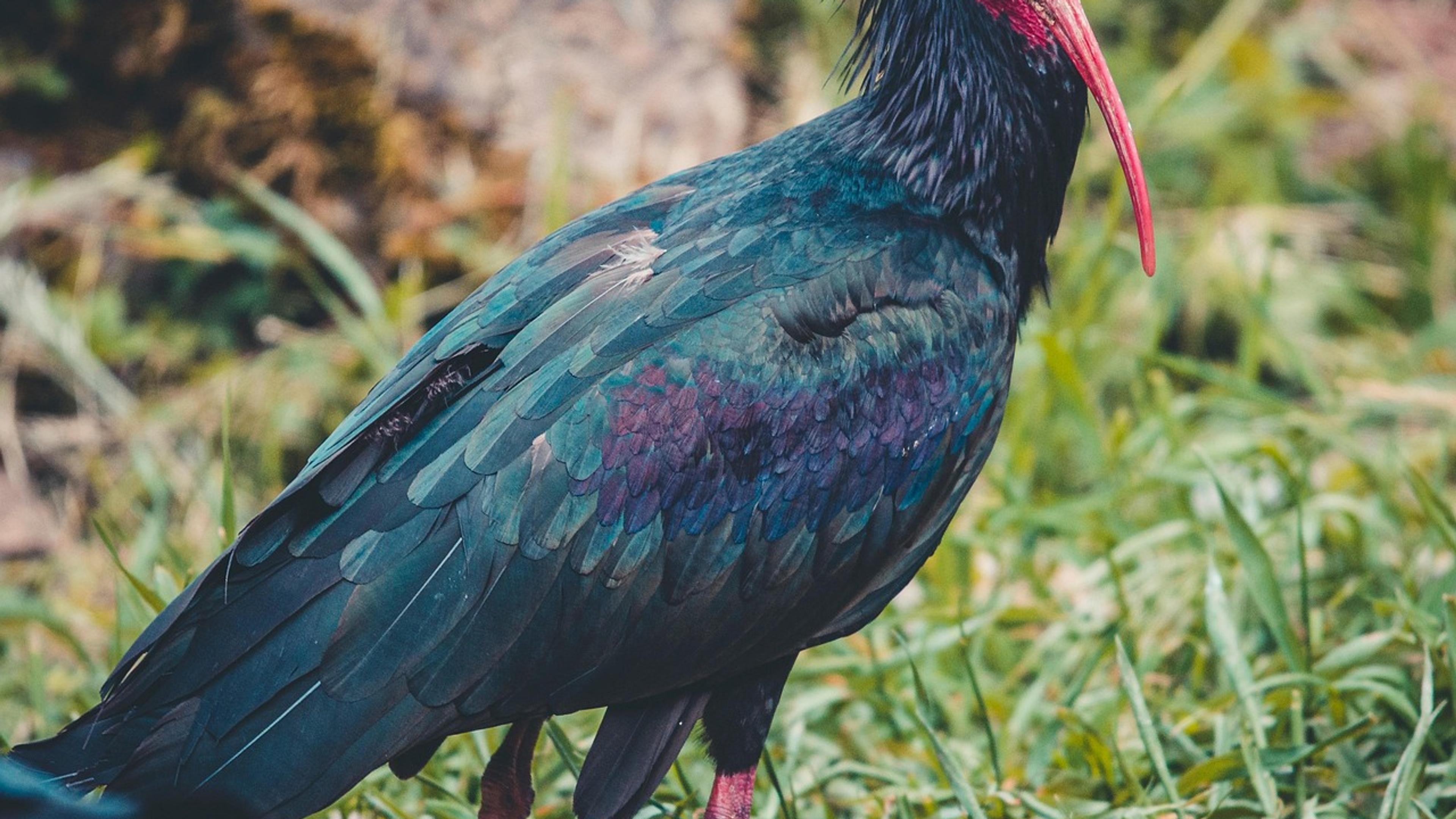 Northern bald ibis with dark plumage and a bare red head