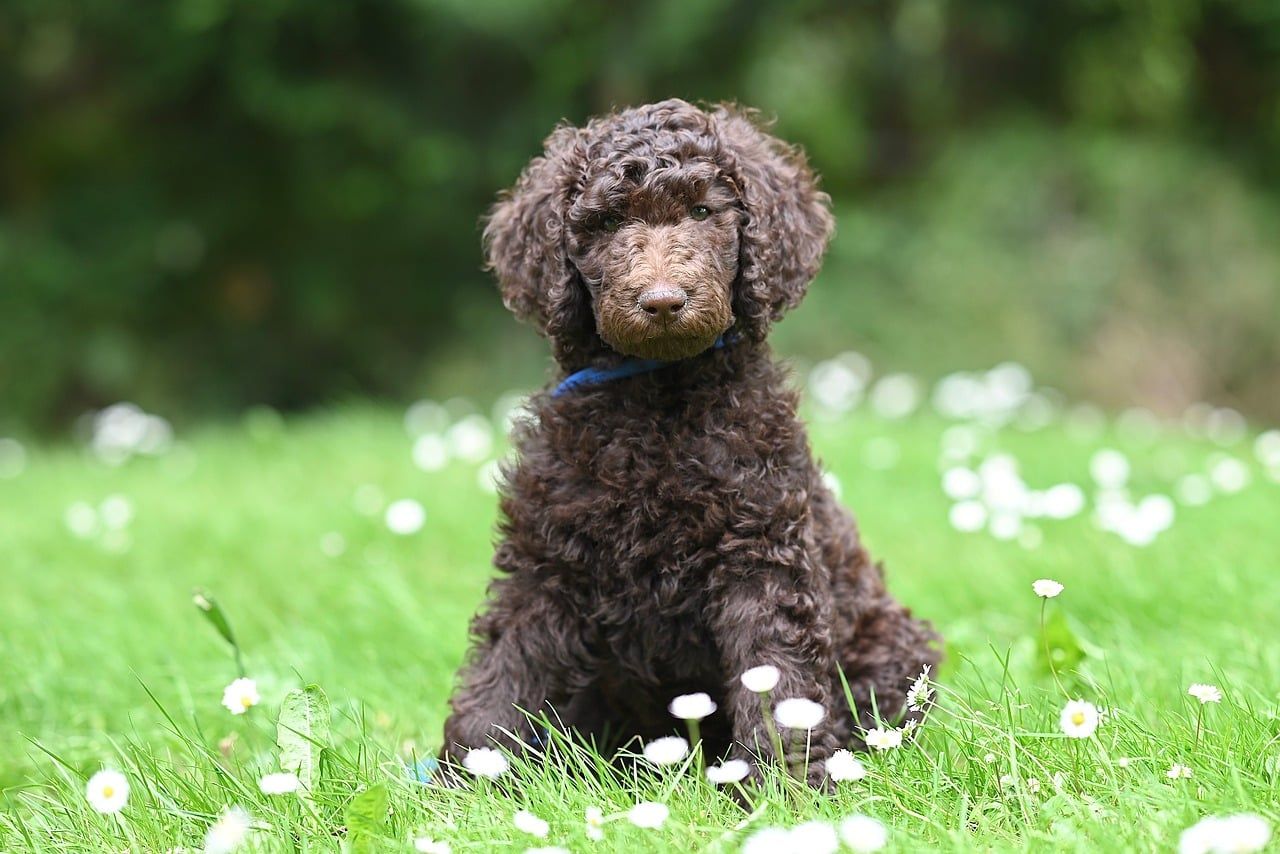 A curly brown poodle puppy sitting in green grass among small white flowers