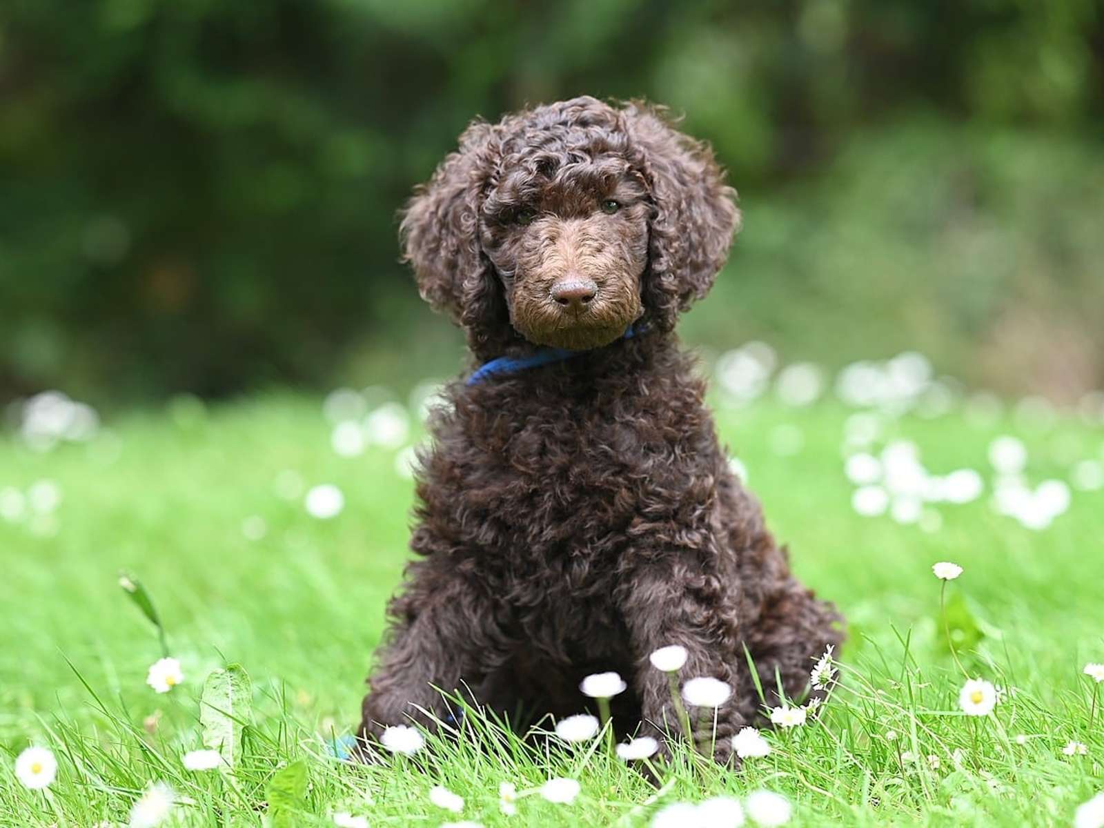 A curly brown poodle puppy sitting in green grass among small white flowers