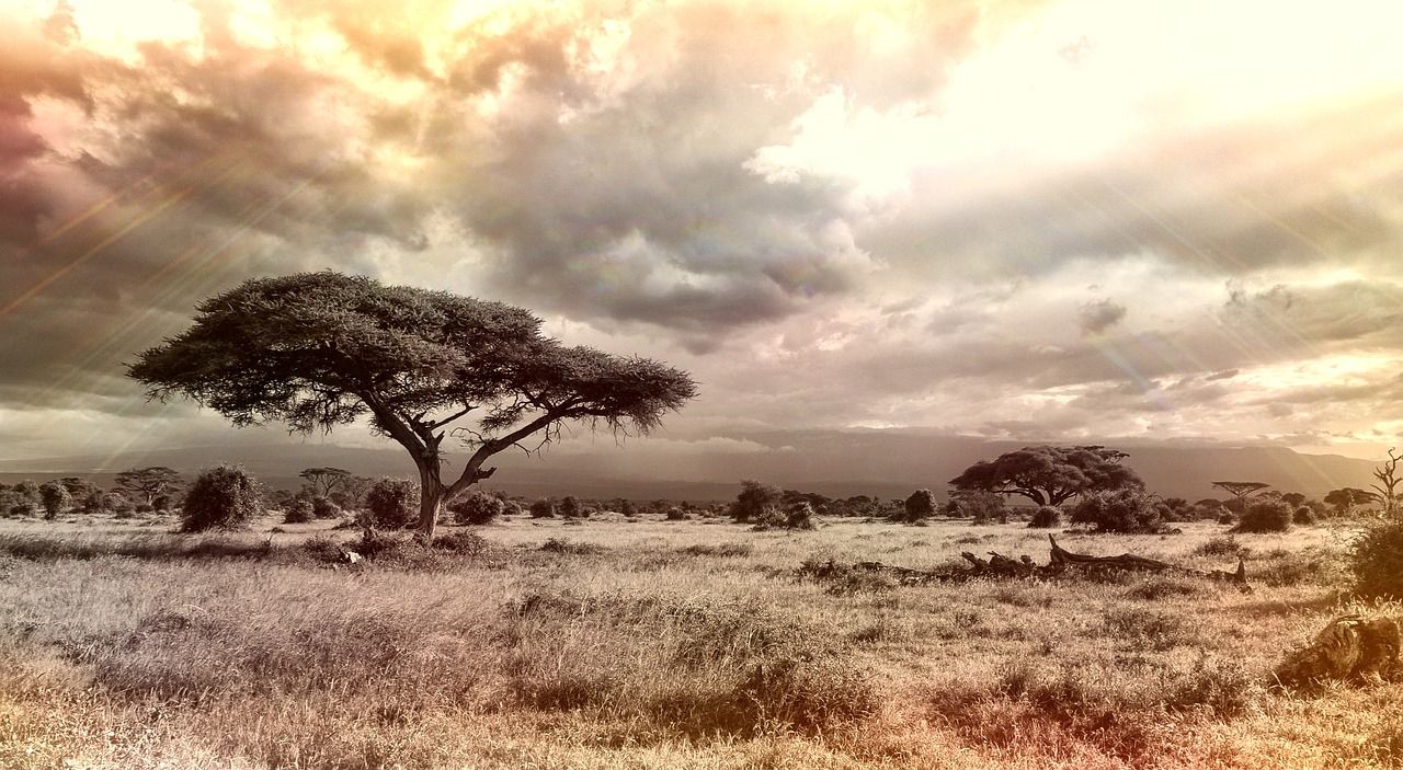 A lone acacia tree on open savanna grassland under a wide sky