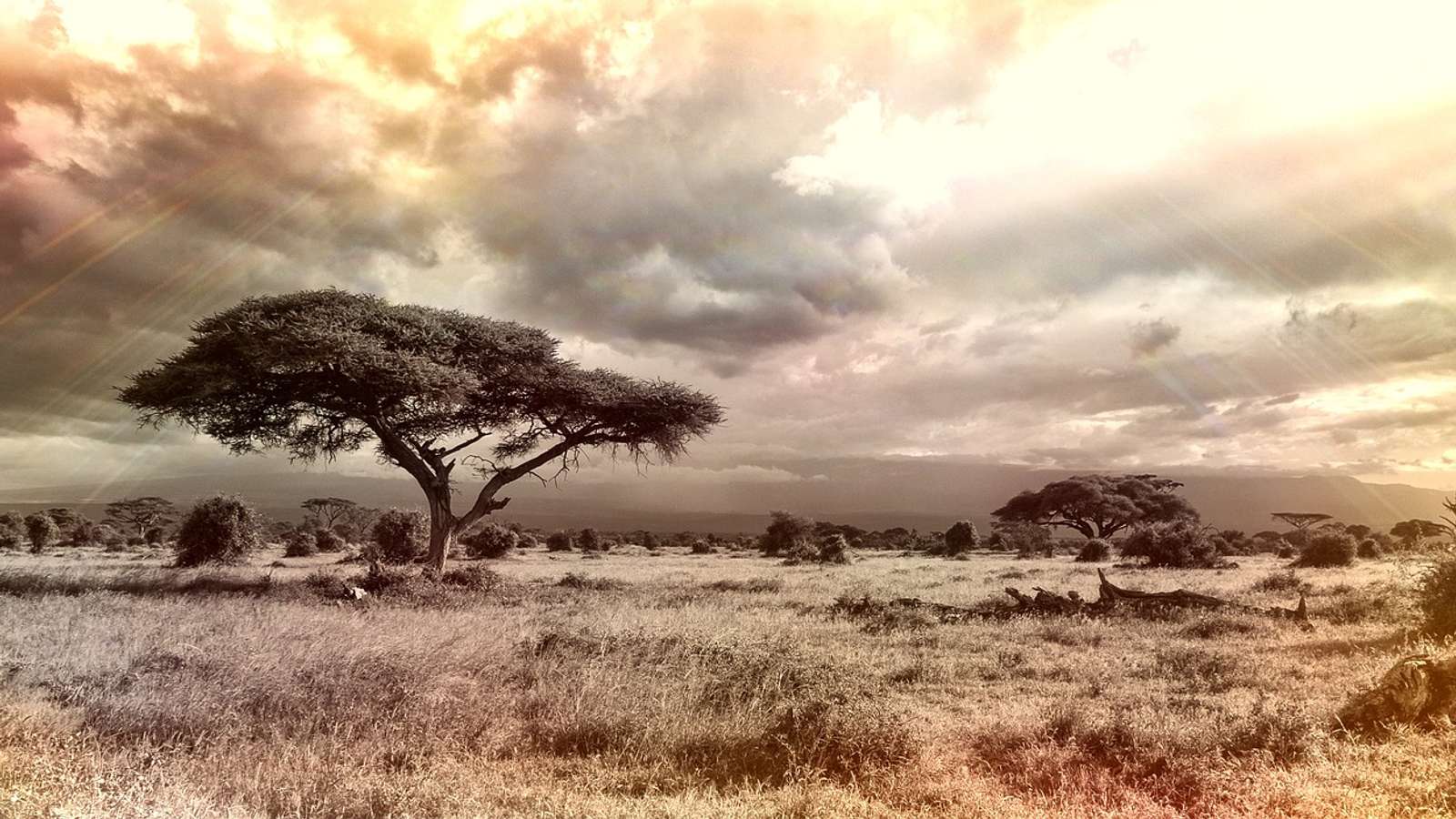 A lone acacia tree on open savanna grassland under a wide sky