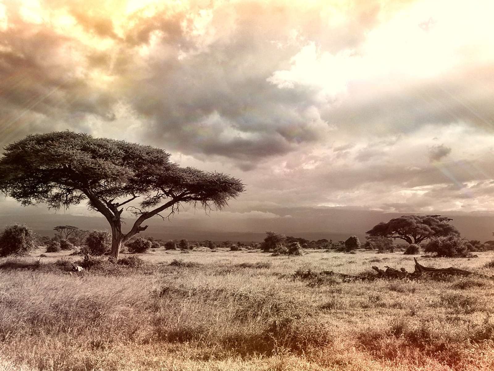 A lone acacia tree on open savanna grassland under a wide sky