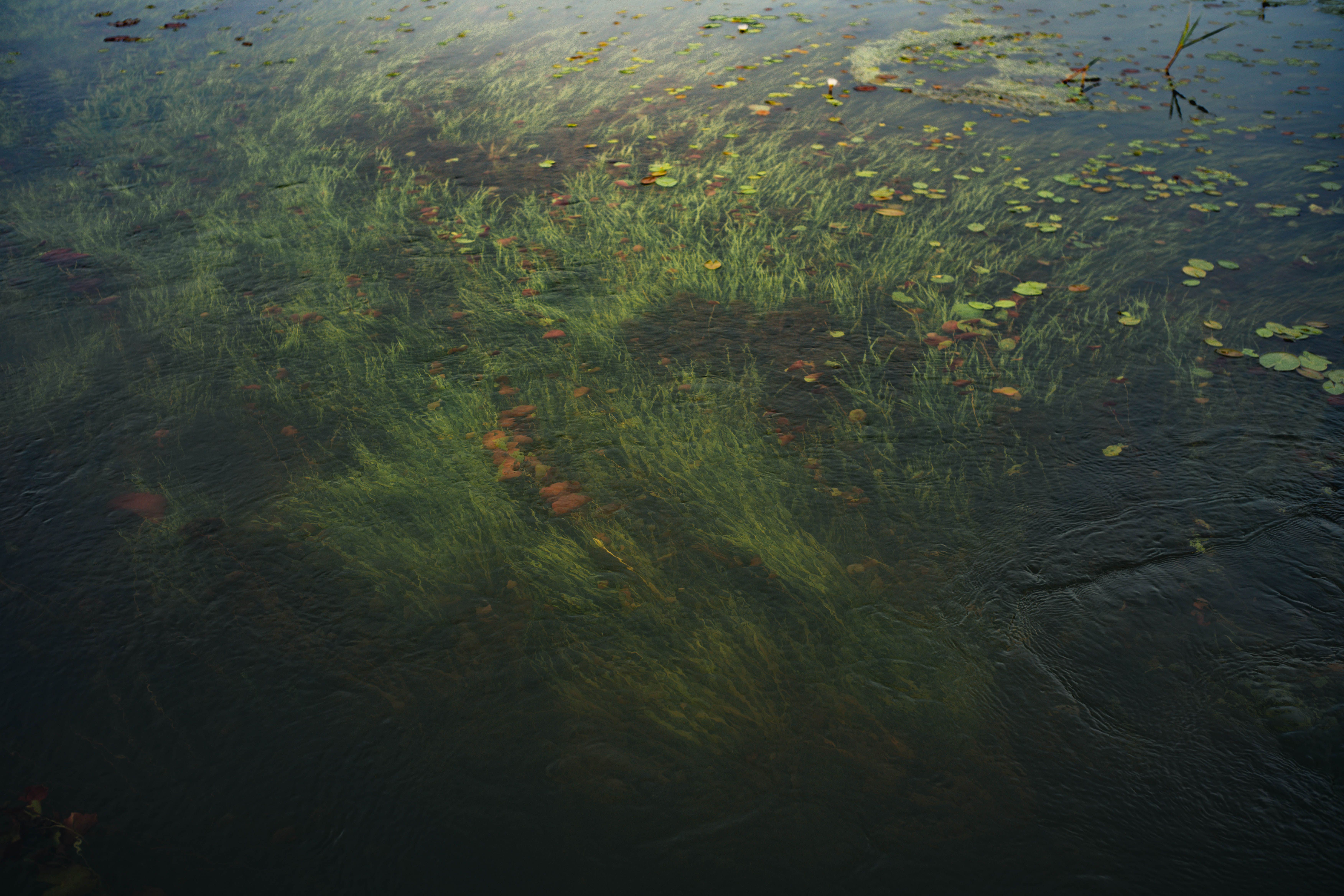 Lush green aquatic plants and lily pads growing beneath the calm surface of a freshwater lake.