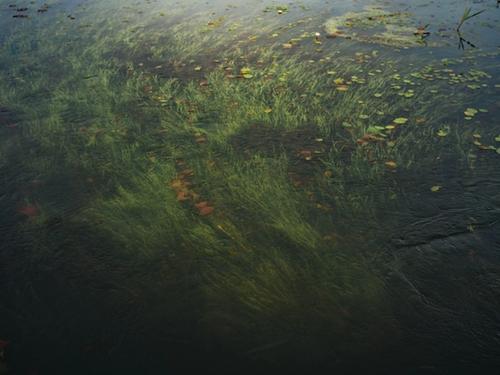 Lush green aquatic plants and lily pads growing beneath the calm surface of a freshwater lake.