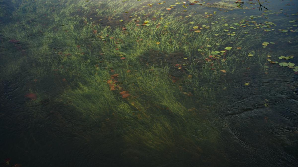 Lush green aquatic plants and lily pads growing beneath the calm surface of a freshwater lake.