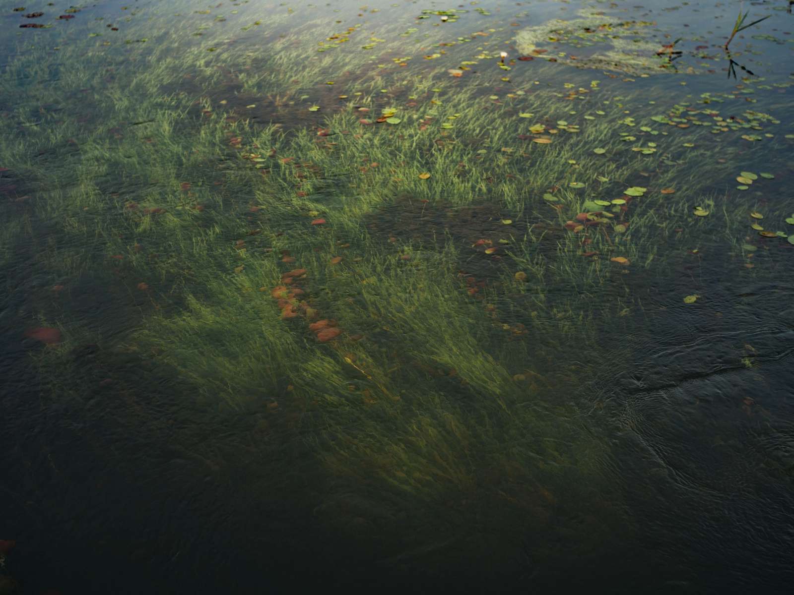 Lush green aquatic plants and lily pads growing beneath the calm surface of a freshwater lake.