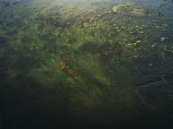 Lush green aquatic plants and lily pads growing beneath the calm surface of a freshwater lake.